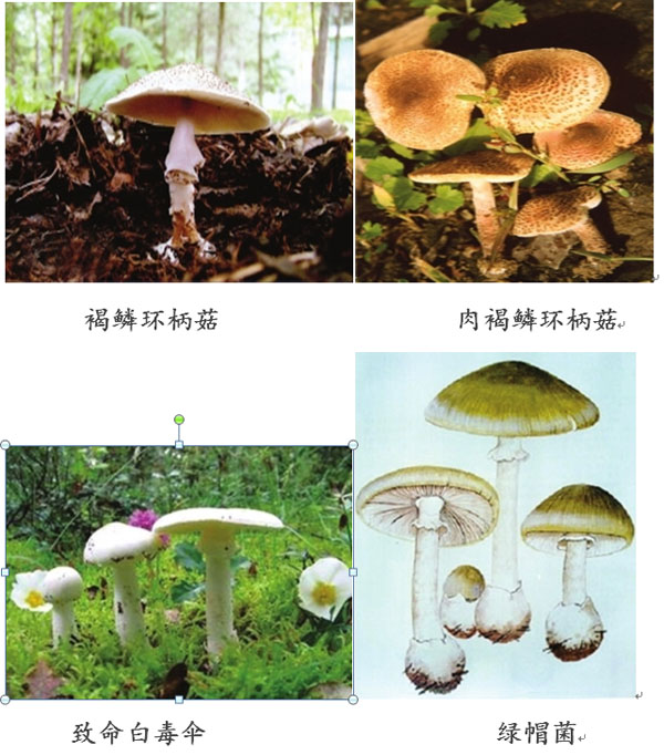 双牌县毒蘑菇预警: 湖南公布10大最毒蘑菇【图】