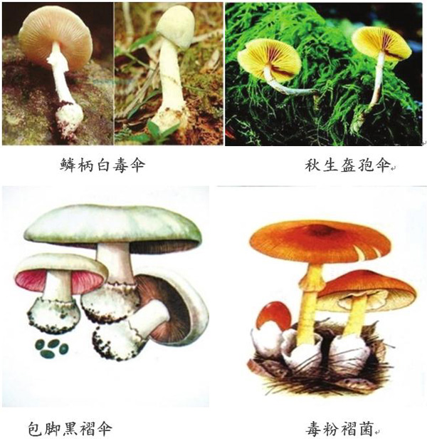 双牌县毒蘑菇预警: 湖南公布10大最毒蘑菇【图】