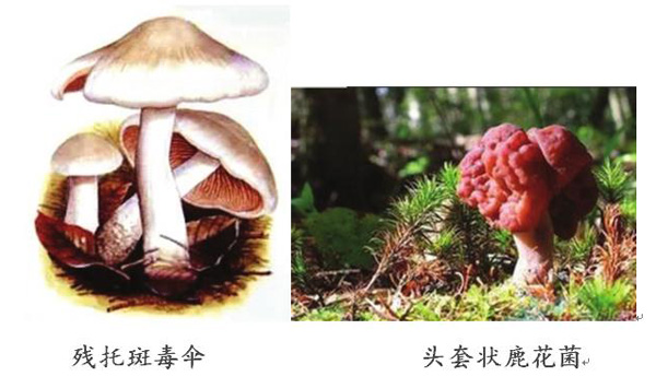 双牌县毒蘑菇预警: 湖南公布10大最毒蘑菇【图】