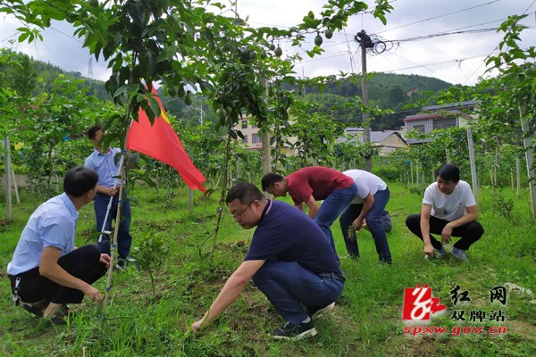 麻江镇:党员活动日义务拔草除杂,为美丽麻江增添色彩