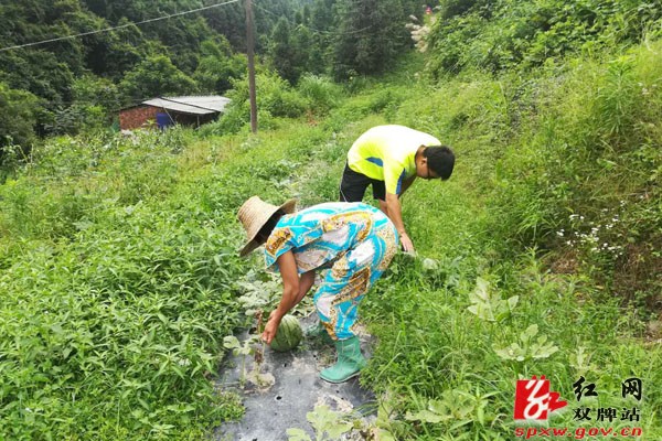 产业扶贫:爱心帮扶,为贫困户解决西瓜滞销难题