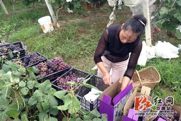 五里牌多方助力低保户葡萄园丰收