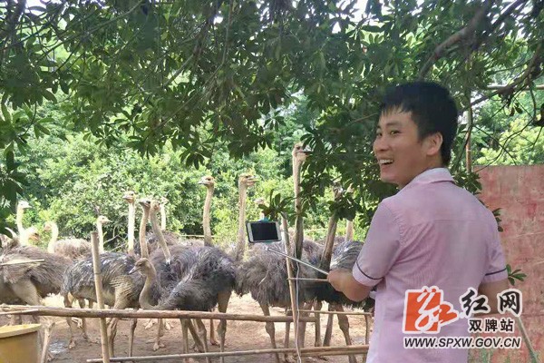 五里牌镇小伙直播鸵鸟吸引进两万人同时在线观看