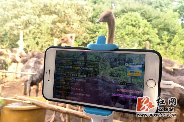 五里牌镇小伙直播鸵鸟吸引进两万人同时在线观看
