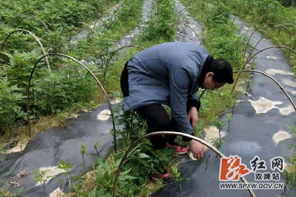 双牌:山区藤茶产业扶贫第一站——潘家漯村