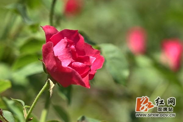 双牌“花界”花千谷鲜花盛开