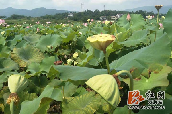 双牌:村支书带领莲农巧增收