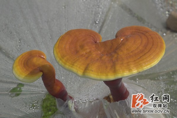 双牌:灵芝撑开致富伞