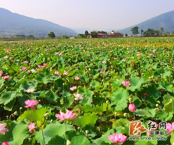 双牌:荷花美景醉游人 赏花采莲正当时