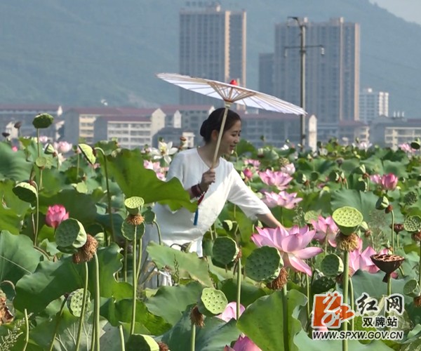 双牌:荷花美景醉游人 赏花采莲正当时