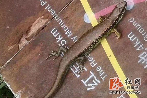 双牌阳明山国家森林公园发现奇特生物,被列为保护动物