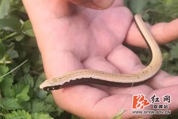 双牌阳明山国家森林公园发现奇特生物,被列为保护动物