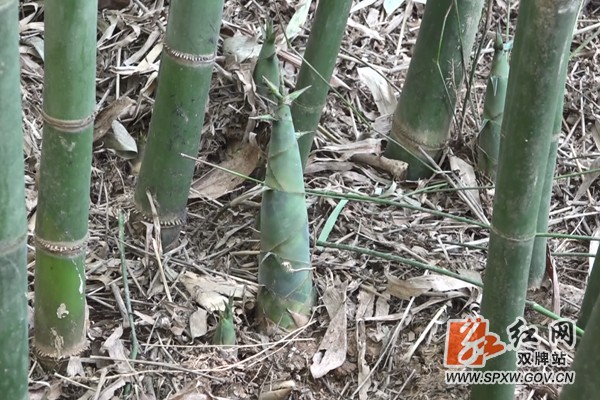 双牌:大力发展规模种养 帮助库区移民增收