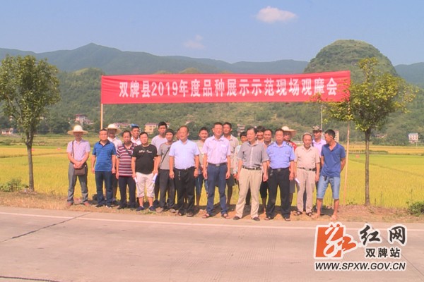 双牌:水稻新品种展示示范种植考察观摩活动