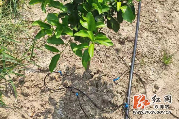 柑桔产业助力脱贫攻坚