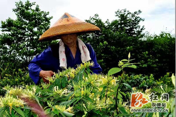 双牌参加世界级中医药盛会 获评省中药材种植示范基地县