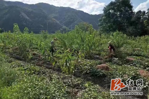 双牌县茶林镇大河江村:特色产业铺就脱贫路