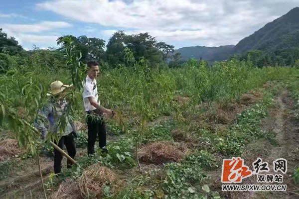 双牌县茶林镇大河江村:特色产业铺就脱贫路