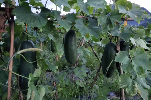双牌：青皮冬瓜助农增收