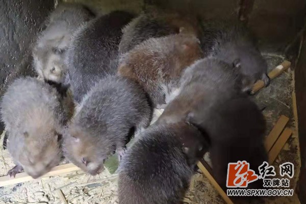 双牌:竹鼠养殖合作社助农增收共同致富
