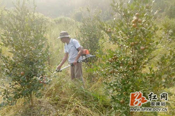 双牌小小油茶果助农增收