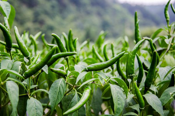 甘溪乡：火辣的天椒种植产业