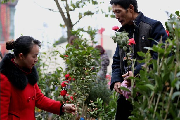 通道：苗木花卉市场热闹非凡（组图）