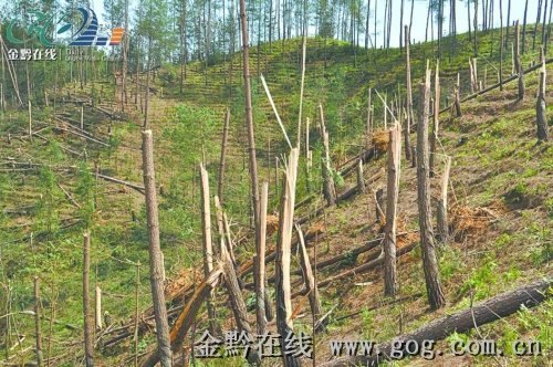 林场千亩松树齐腰断 气象专家否认UFO来访