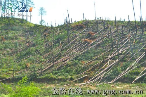林场千亩松树齐腰断 气象专家否认UFO来访 (2)