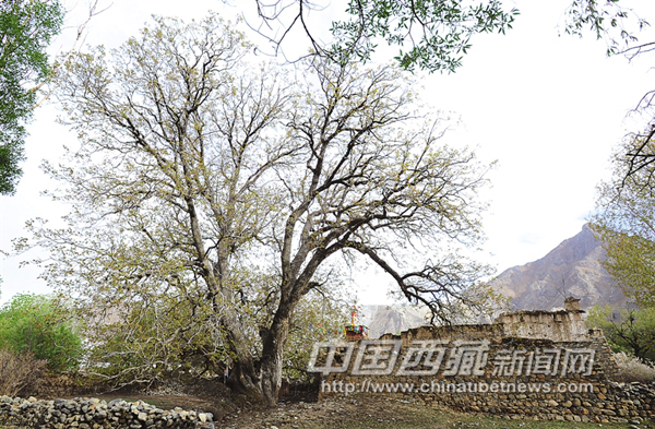 《拉萨河纪行》：加木村传奇
