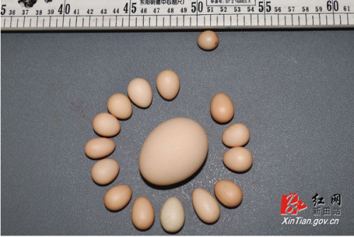 母鸡产出袖珍鸡蛋小如硬币 最轻者不足2克