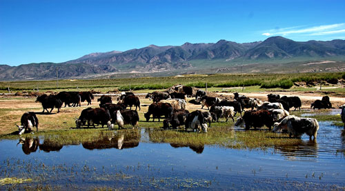 青藏高原的牦牛文化