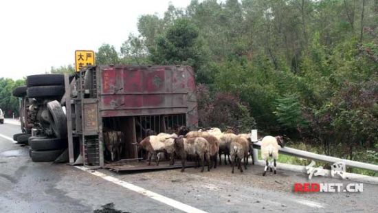货车侧翻200头羊乱窜 高速路上演抓羊大战