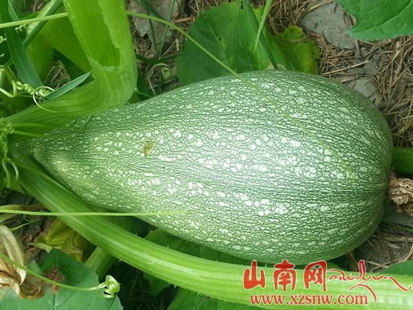 我的西藏小菜园