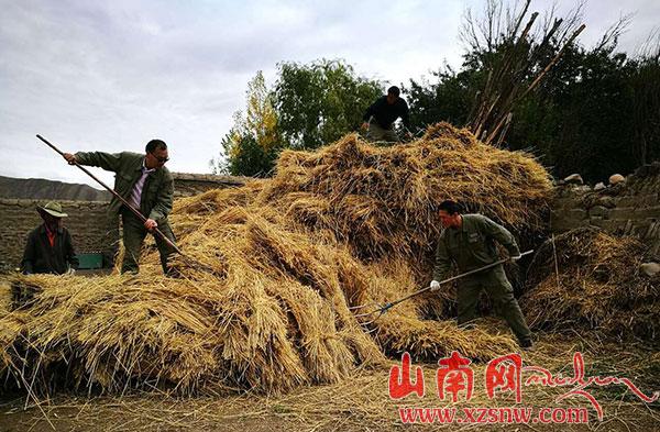 帮收冬麦 身心愉悦