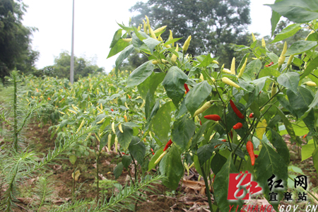 宜章五指辣椒刚采摘多部门联合突击检查