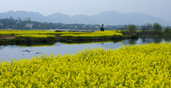 油菜花开芦江岸