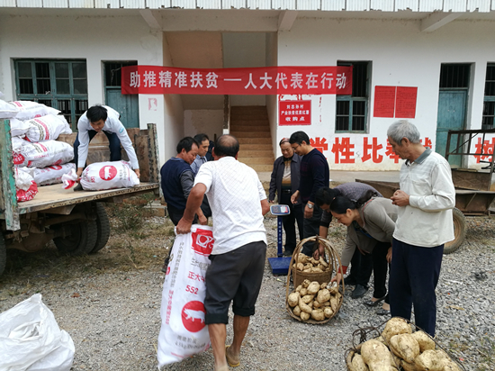 新田人大：红薯种植获丰收 产业扶贫见成效