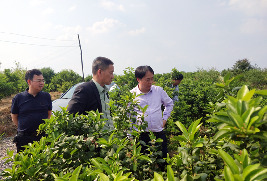 绿色发展，营造人与自然和谐共生——市人大民侨外委开展民族乡经济社会发展情况调研